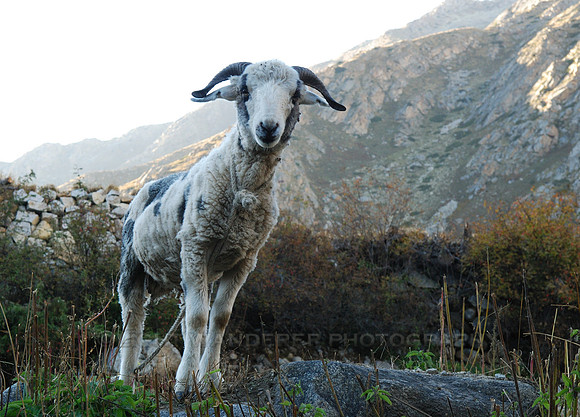 Beautiful young ram