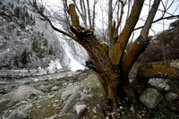 Base of a tree