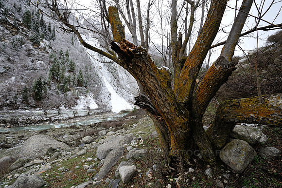 Base of a tree