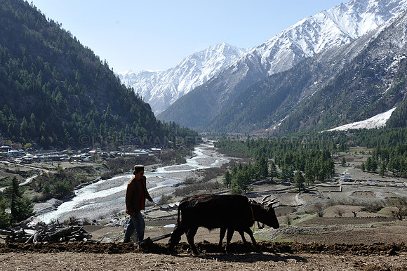 Plowing fields using bulls