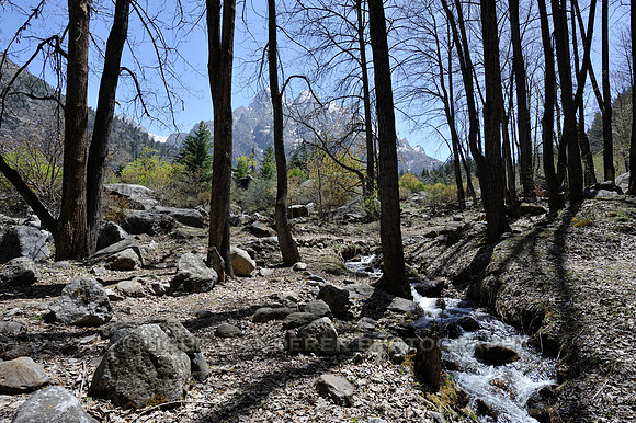 Mountain stream running through the woods