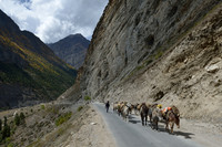 Transporting goods by horses