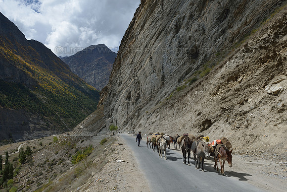 Transporting goods by horses