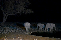 Elephants at Okaukuejo water hole