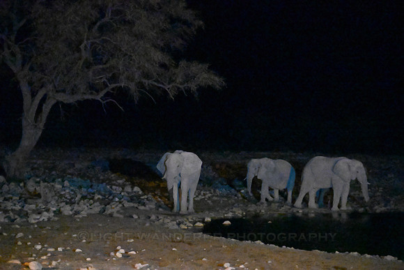 Elephants at Okaukuejo water hole