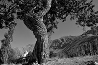 Old twisted tree in Alchi village