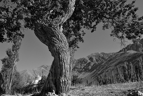 Old twisted tree in Alchi village