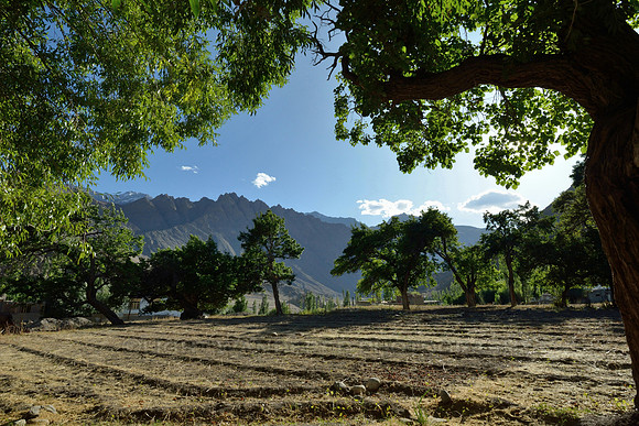 Field and green trees
