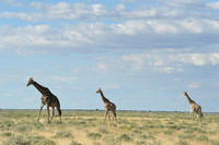 Giraffes