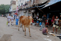 Street scene from Paharganj, cow and school boys