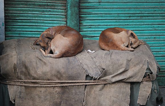Two street dogs sleeping back to back