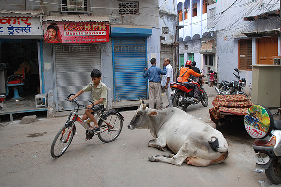 Boy steering his bicycle past large street cow