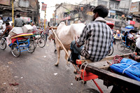 Bullock cart and bicycle rikshaws in Old Delhi street