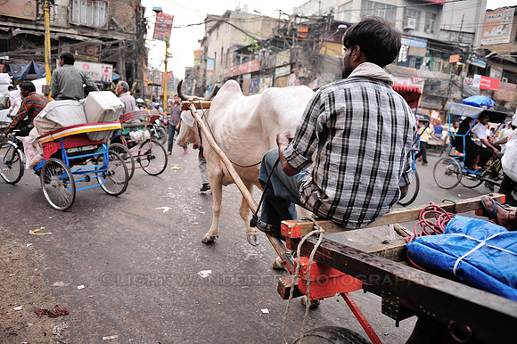 Bullock cart and bicycle rikshaws in Old Delhi street