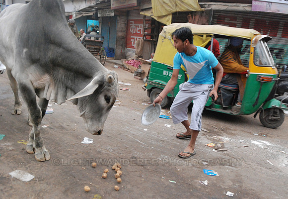 Young man gives potatoes to a street cow