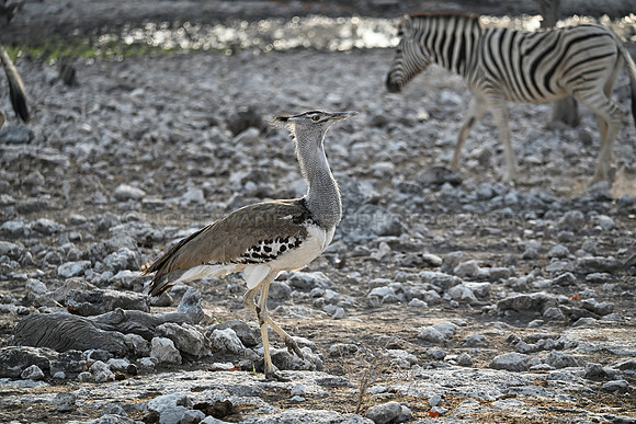 Kori bustard