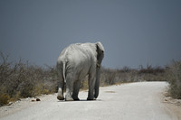 Bull elephant