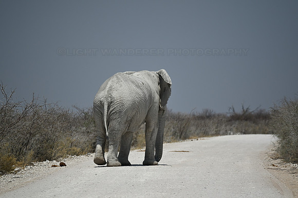 Bull elephant