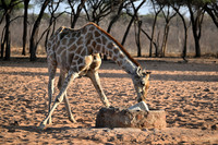 Giraffe licking salt