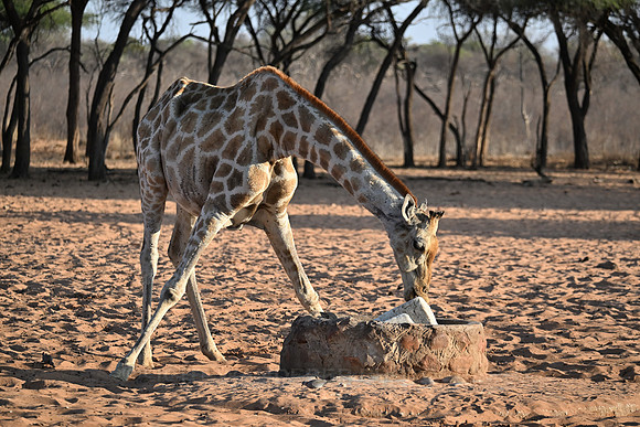 Giraffe licking salt