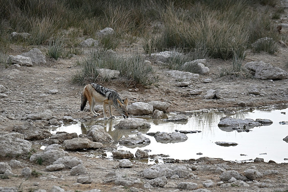 Jackal