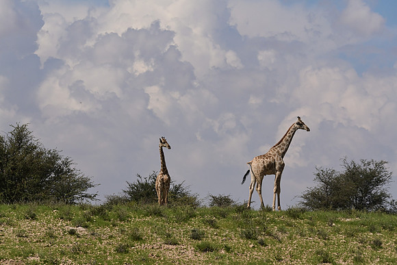 Giraffes