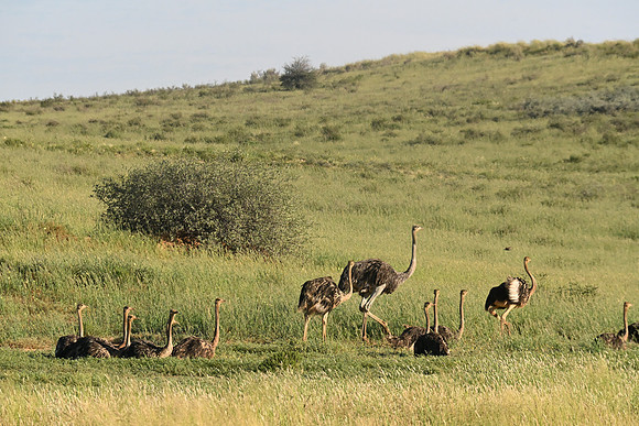 Young ostriches
