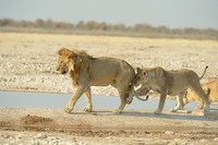 Lions in playful mood