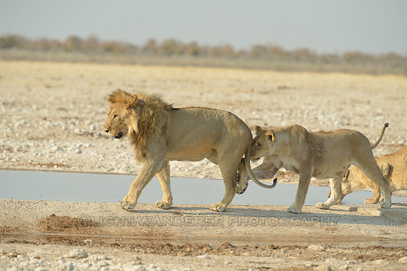 Lions in playful mood