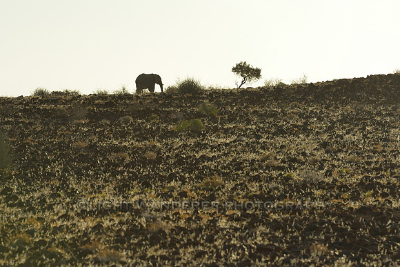 Lone elephant silhouetted against the sky