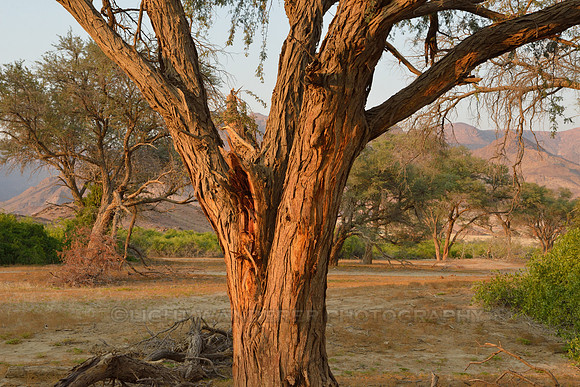 Acacia tree at sunrise time