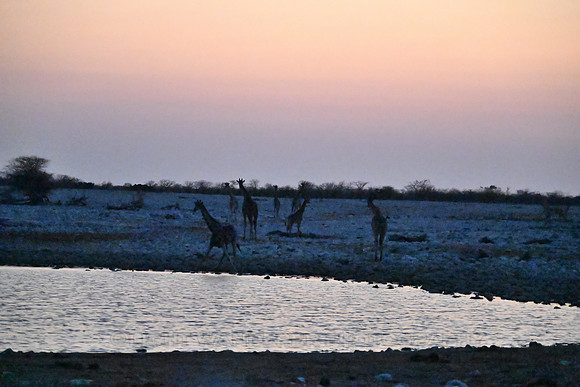 Giraffes after sunset