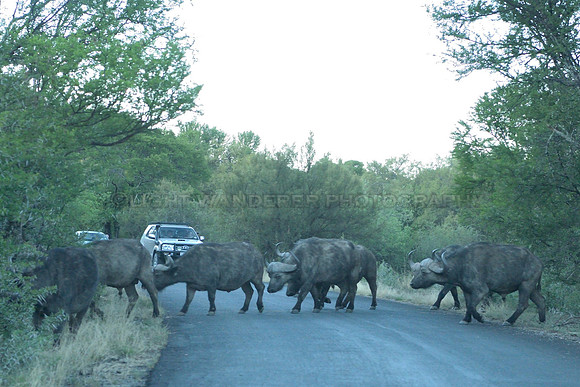 Group of buffalo crossing a road