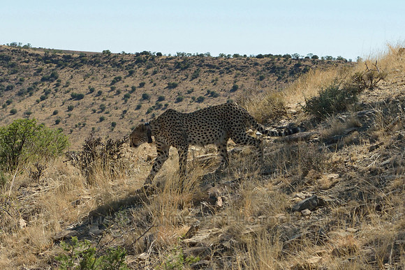 Cheetah with radio collar