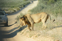 Lion crossing a road between vehicles
