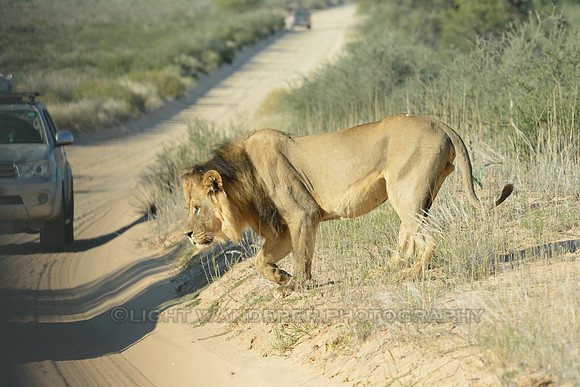 Lion crossing a road between vehicles