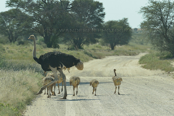 Ostrich with chicks