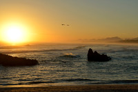 Sunset over the sea, birds flying