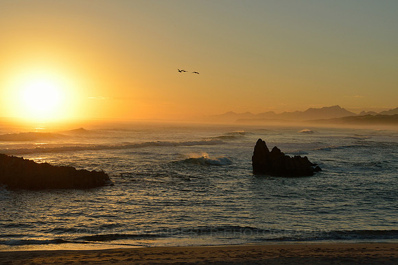 Sunset over the sea, birds flying