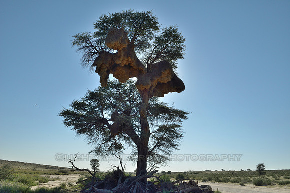 Sociable weaver birds communal nest