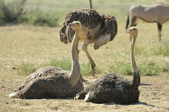 Ostriches moving in sync