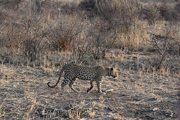 Leopard walking