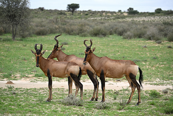 Red hartebeest