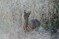 Dik dik