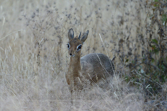 Dik dik
