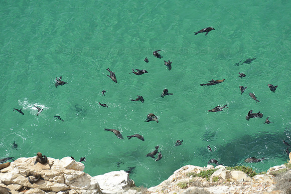 Cape fur seals playing in the water