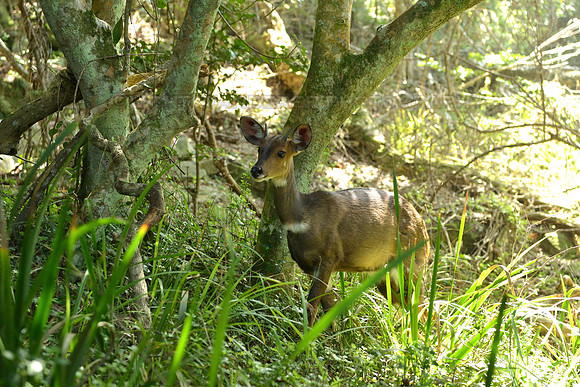Bushbuck in the forest