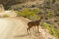 Klipspringer on the way to Die Hel