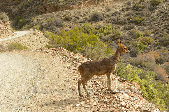Klipspringer on the way to Die Hel