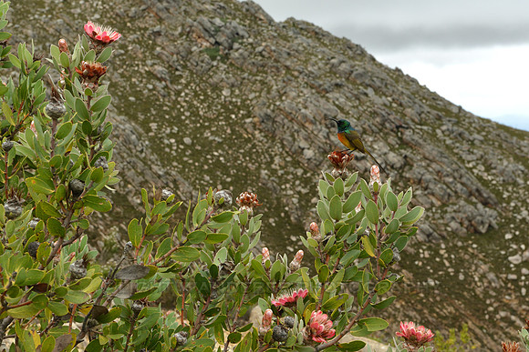 Sunbird on the fynbos